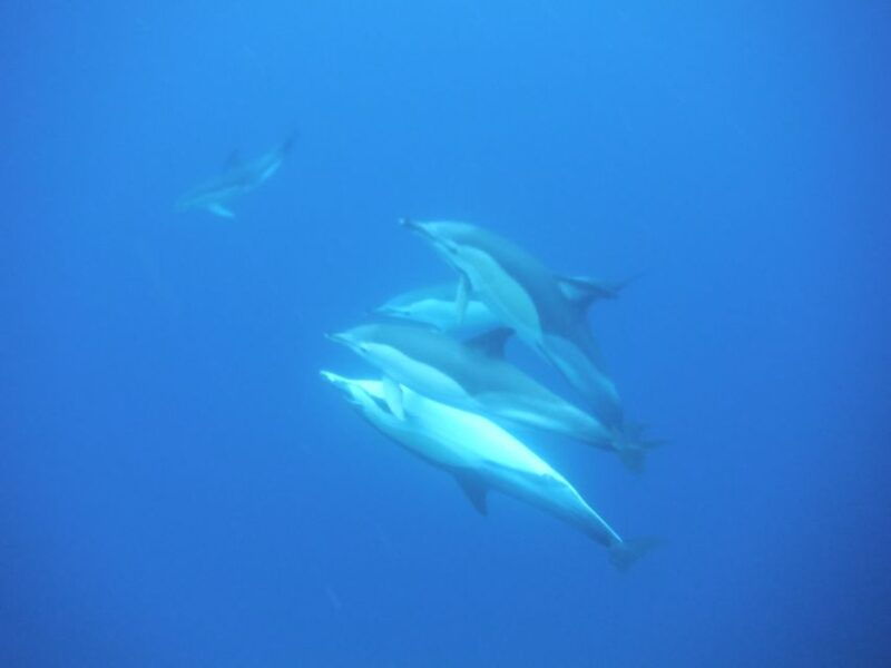 third-boat-tour-and-swimming-with-dolphins