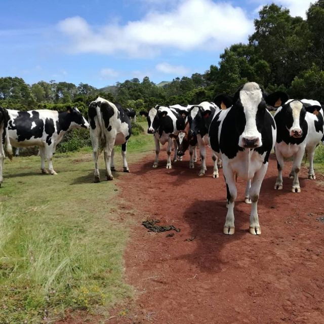 third-island-hiking-trail-rocha-do-chambre