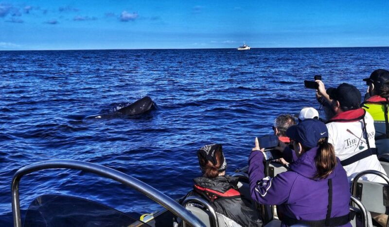 third-whale-and-dolphin-watching-in-a-zodiac-boat
