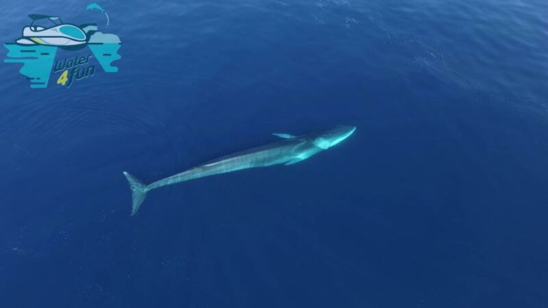third-whale-and-dolphin-watching-in-a-zodiac-boat