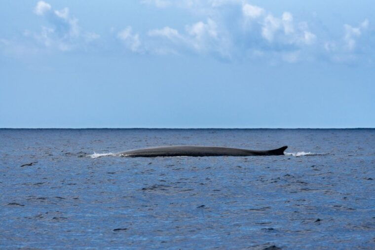 third-whale-and-dolphin-watching-in-a-zodiac-boat