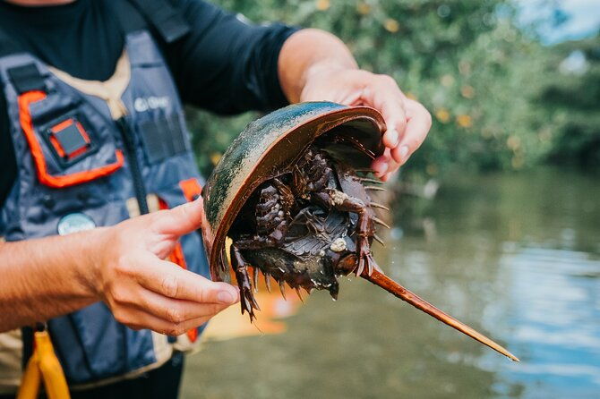thousand-islands-mangrove-tunnel-kayak-tour-with-cocoa-kayaking-2