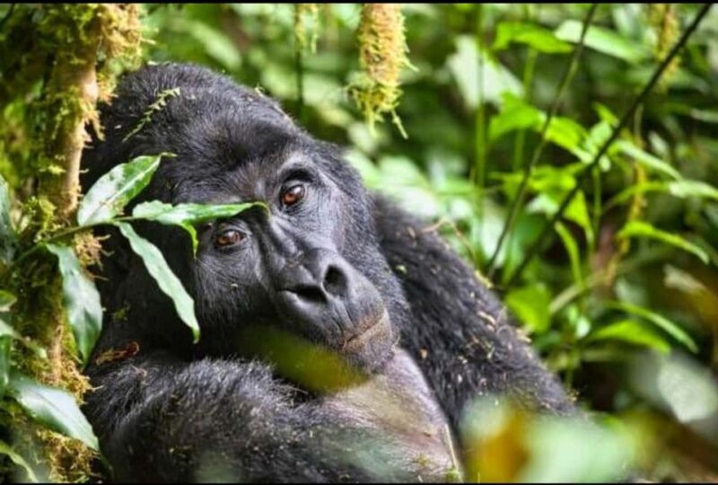 THREE (3) DAYS UGANDA GORILLA SAFARI WITH LAKE BUNYONYI. - The Sum Up