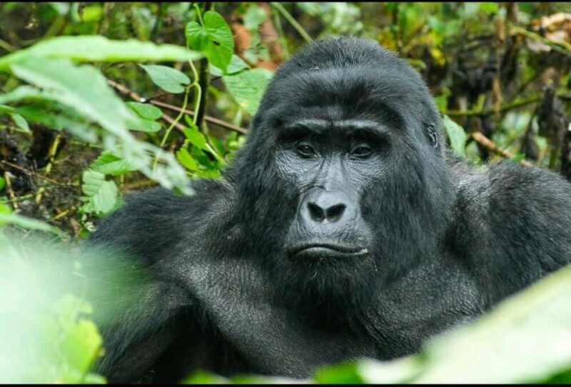 THREE (3) DAYS UGANDA GORILLA SAFARI WITH LAKE BUNYONYI. - FAQ