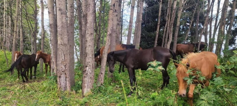 Three Brothers Peak and Kok Zhailyau: Path to the Clouds - Authentic Experiences and Insights from Reviewers