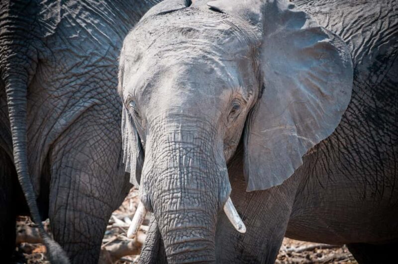 Three Day Camping Safari Chobe - What We Like About the Safari