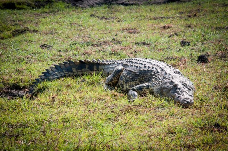 Three Day Camping Safari Chobe - Authentic Experiences and What Reviewers Say