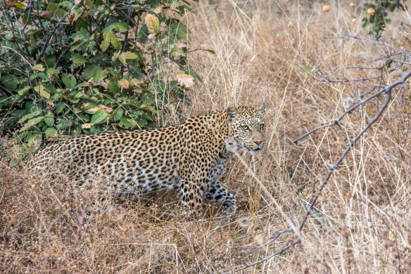 Three Day Camping Safari Chobe - Who Is This Safari Best For?
