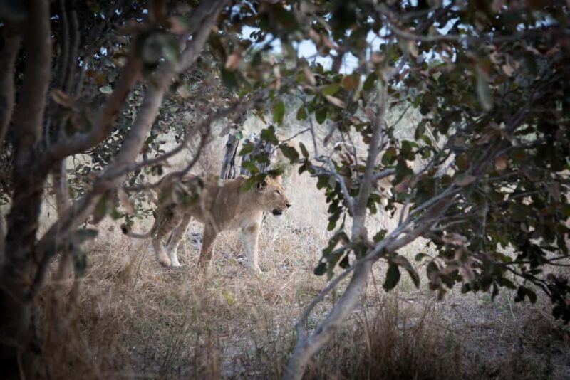 Three Day Camping Safari Chobe - Final Thoughts