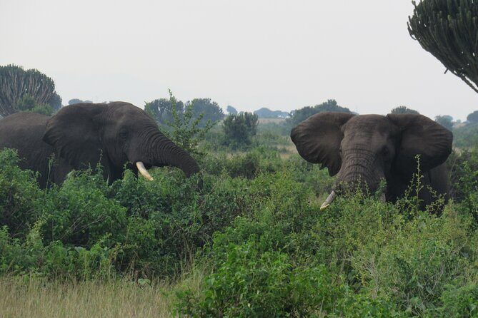 Three days escape to Queen Elizabeth National park - A Closer Look at the Itinerary