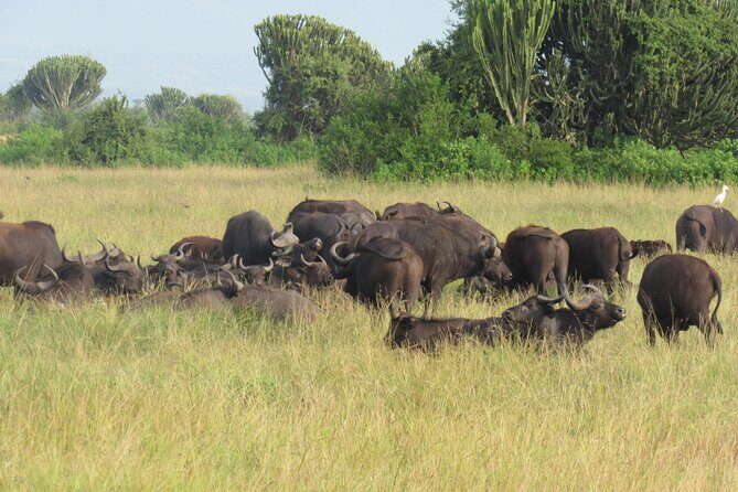 Three days escape to Queen Elizabeth National park - FAQ