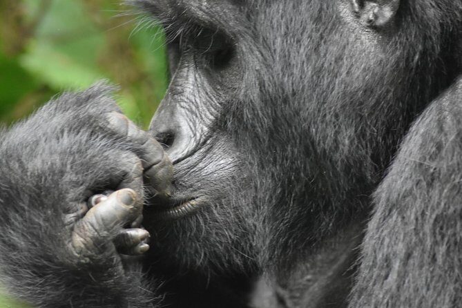 Three Days Gorilla Safaris In Uganda - Scenic Drive & Arrival at Bwindi (Day 1)