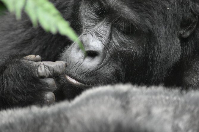 Three Days Gorilla Safaris In Uganda - Return Journey & Reflection (Day 3)