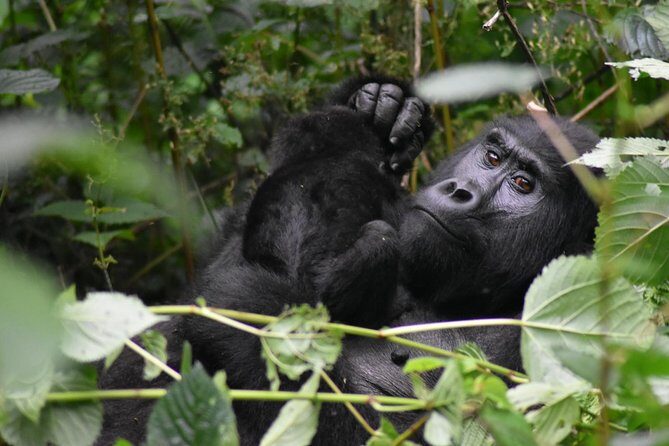Three Days Gorilla Safaris In Uganda - What’s Included & Practical Tips