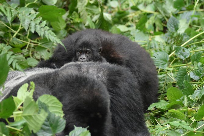 Three Days Gorilla Safaris In Uganda - Authentic Experiences & Tips from Reviewers