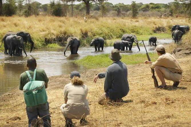 Three days Mikumi National Park, game drive and walking safari inside the park - Exploring Mikumi National Park: A 3-Day Wildlife Adventure