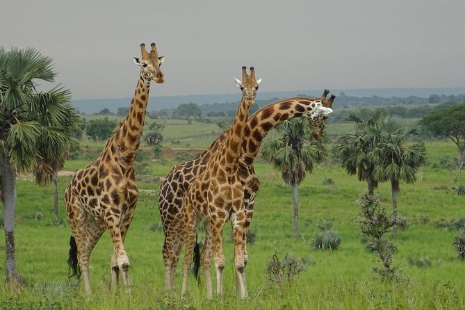 Three Days Murchison Falls National Park Tour in Uganda - Final Thoughts