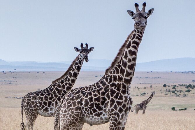 Three Days Ngorongoro crater, Lake Manyara and Taragire National Park (Joining) - Who Is This Safari Best For?