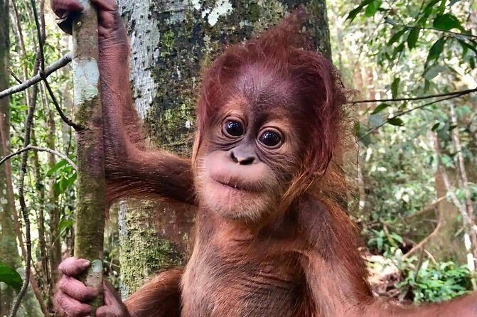 Three days orangutans adventure in Gunung Leuser - Key Points