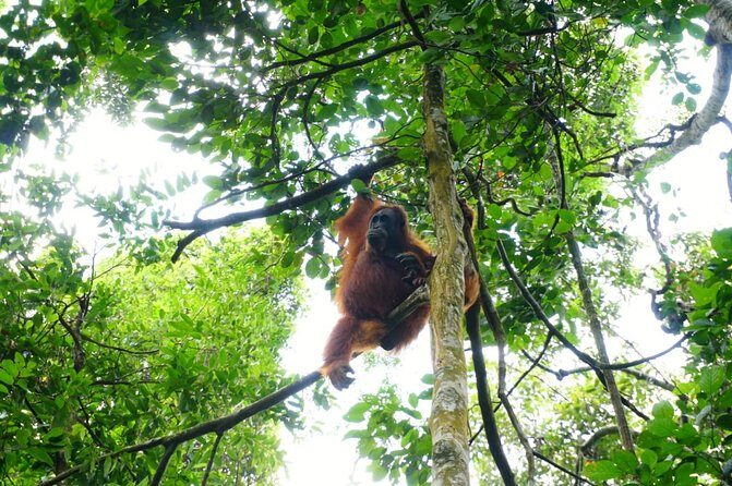 Three days orangutans adventure in Gunung Leuser - Final Thoughts
