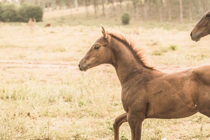 three-days-tour-in-a-traditional-ranch-estancia-la-pilona