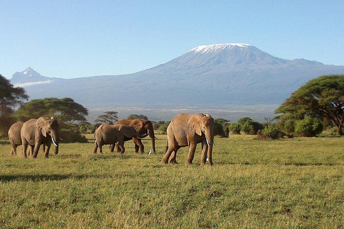 Thrilling 6 Days Amboseli-Lake Nakuru-Maasai Mara Budget Safari - The Itinerary Breakdown: What to Expect