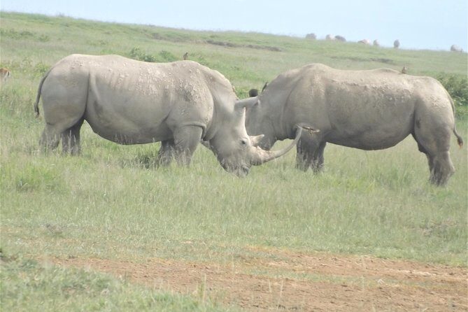 Thrilling 6 Days Amboseli-Lake Nakuru-Maasai Mara Budget Safari - Final Thoughts: Who is This Safari For?