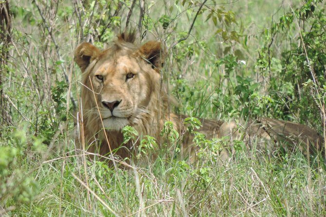 Thrilling 6 Days Amboseli-Lake Nakuru-Maasai Mara Budget Safari - FAQs