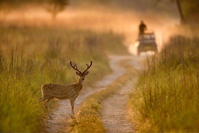 Thrilling Jeep Safari in Jim Corbett National Park with Guide - In-Depth Review of the Jeep Safari Experience