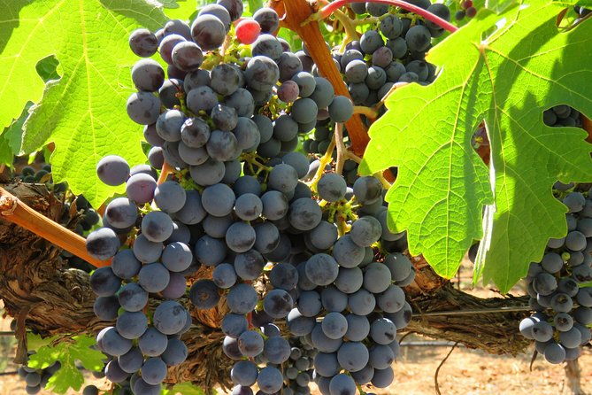 thrilling-napa-balloon-ride-no-change-after-5pm-the-day-prior-to-balloon-tour