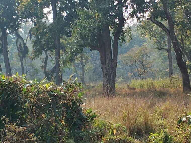 thrills-and-tranquility-jeep-safari-and-canoeing-in-chitwan