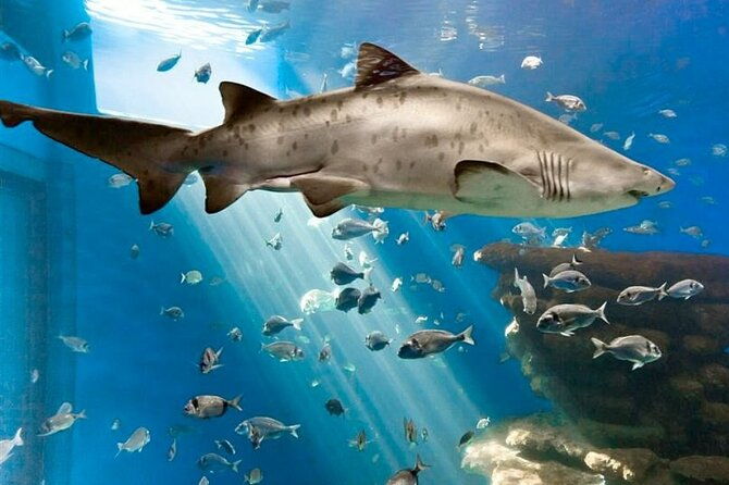 ticket-palma-aquarium