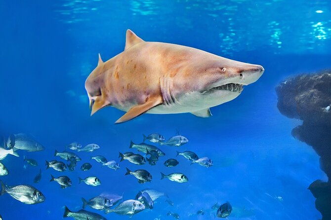 ticket-palma-aquarium