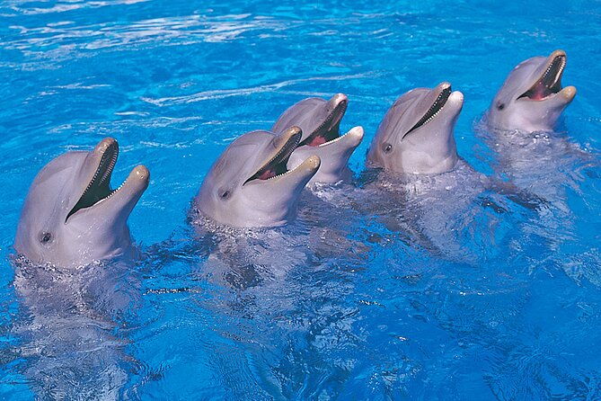 ticket-to-aqualand-tenerife