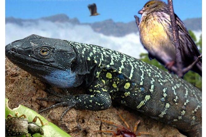 ticket-to-parque-del-drago-in-tenerife