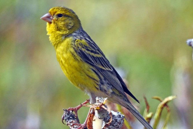 ticket-to-parque-del-drago-in-tenerife