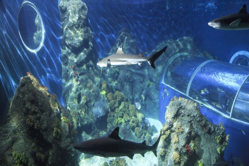 ticket-to-sea-life-konstanz-incl-animal-crossing-event