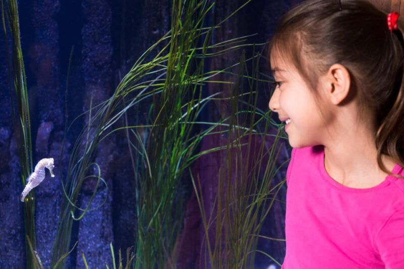 ticket-to-sea-life-konstanz-incl-animal-crossing-event