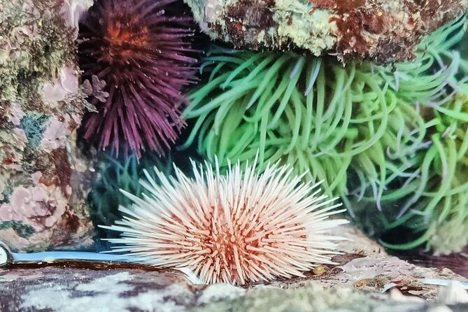 tide-pool-safari-in-monte-clerigo-beach
