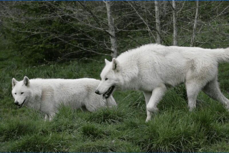 tidewater-white-wolf-sanctuary-tour-and-presentation