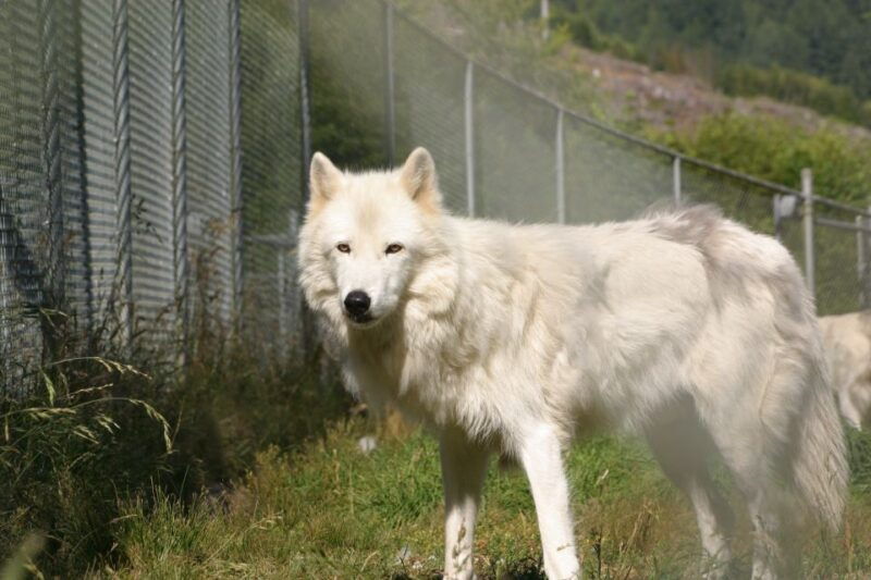 tidewater-white-wolf-sanctuary-tour-and-presentation