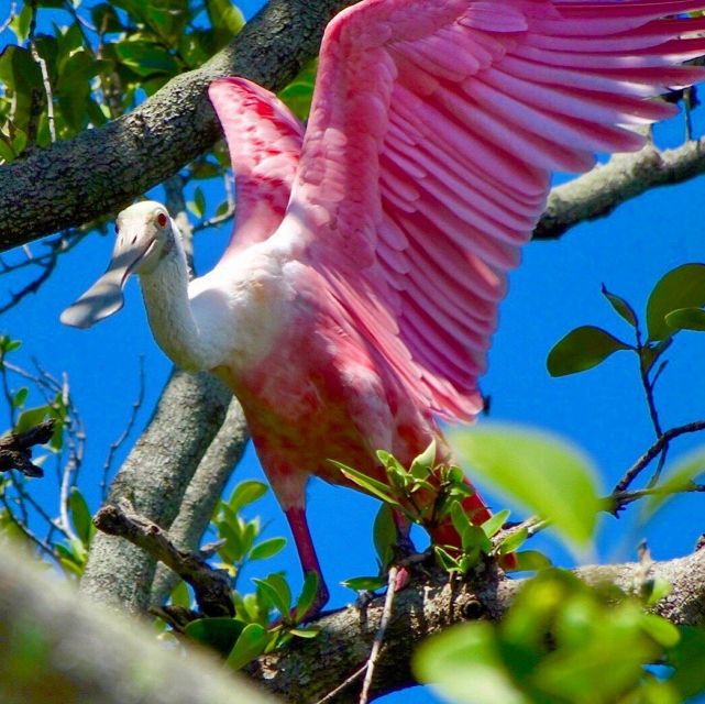 tierra-verde-fl-coastal-kayaking-tour-in-shell-key