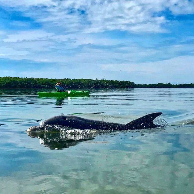 tierra-verde-fl-coastal-kayaking-tour-in-shell-key