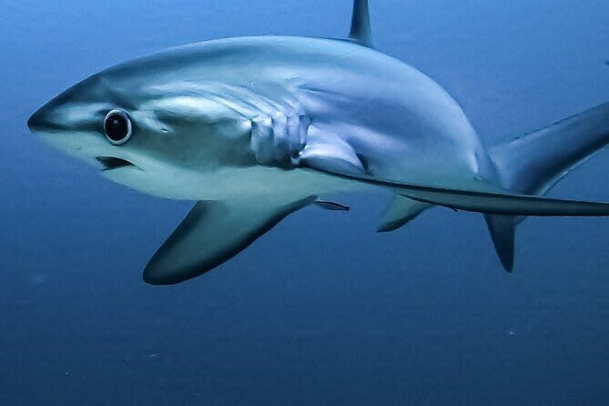 Tiger Shark Diving in Fuvahmulah:8 Days, 7 Nights 15 dives offer - FAQs