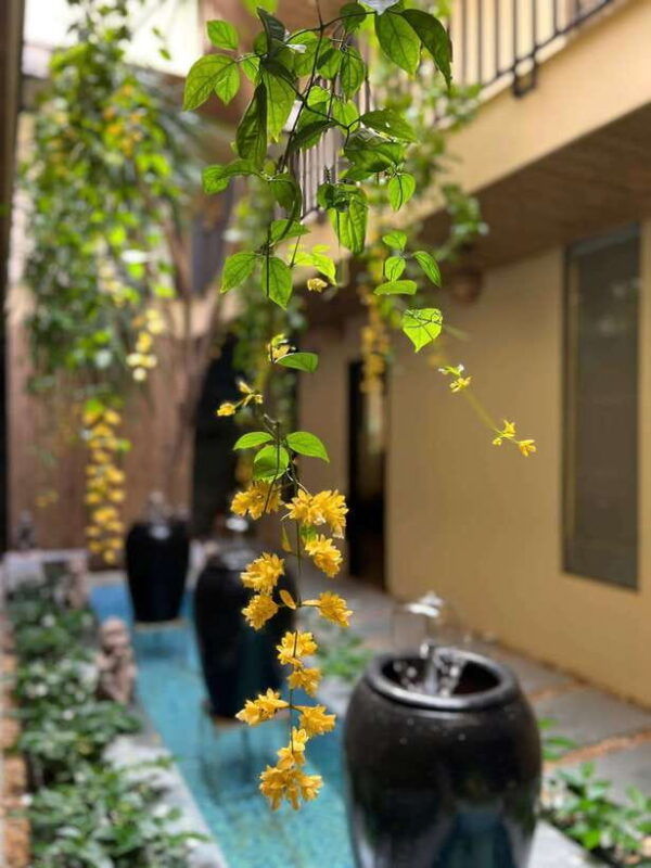 tigon-spa-vip-2-90-minutes-sauna-red-dao-herbal-bath