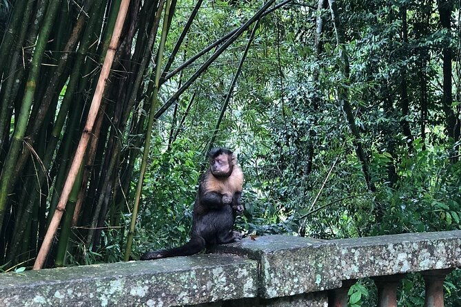 tijuca-peak-hiking-the-highest-summit-in-tijuca-national-park