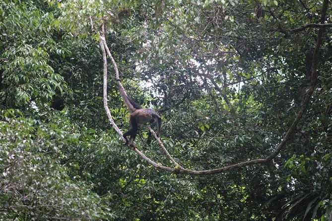 tikal-tour-from-flores-airport-and-tikal-hotels-in-guatemala