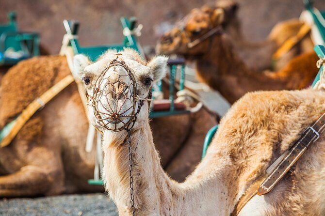 timanfaya-park-camel-ride-extra-cost-short-south-tour