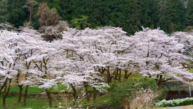 Timeless Takayama: Private Walk Through History & Beauty - The Experiences Length and Practicalities