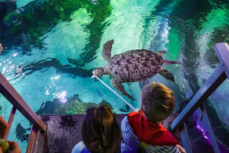 timmendorfer-strand-sea-life-behind-the-scenes-tour